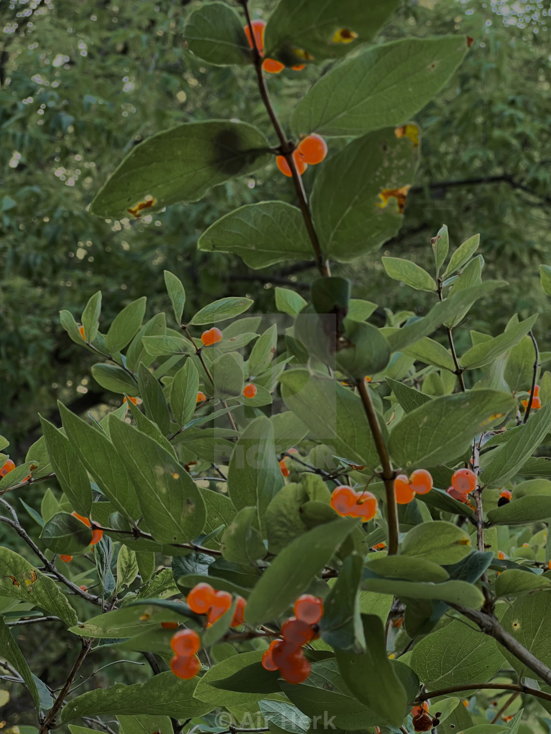 "Orange wild berries" stock image