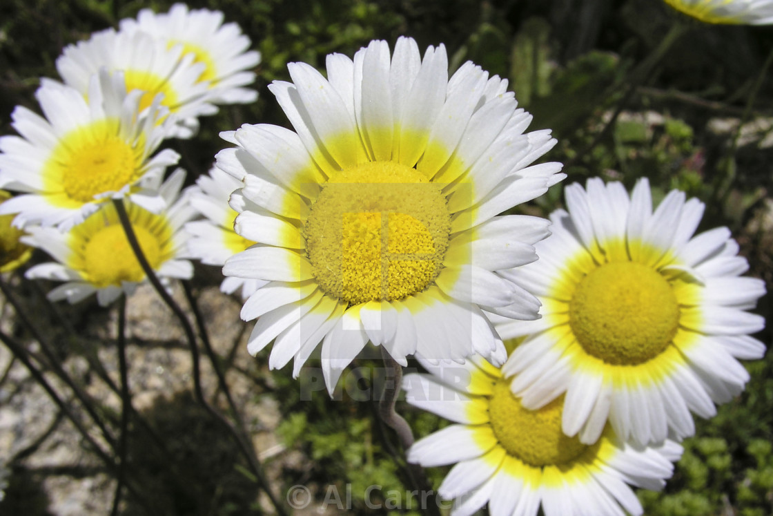 Daisy, Guadarrama National Park, Spain - License, download or print for  £ | Photos | Picfair