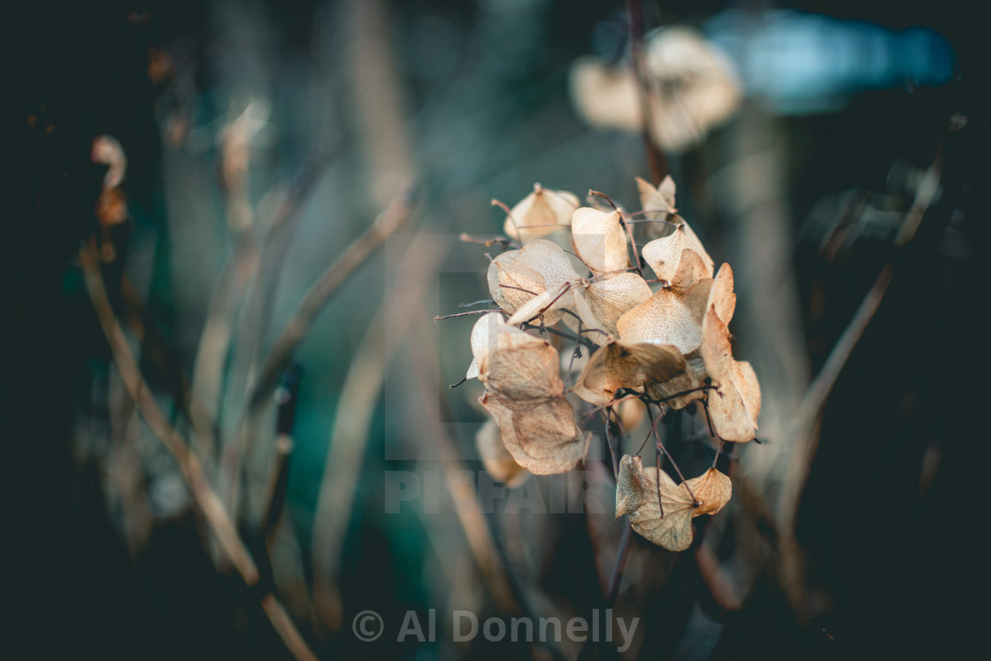 "Scenes From A Night's Dream" by Al Donnelly - $18.55 "Scenes From A Night's Dream" stock image