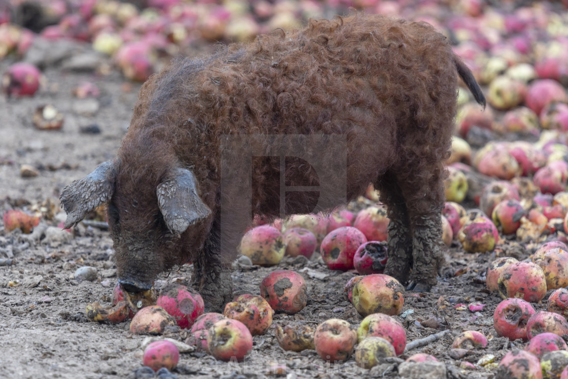 A Mangalica Pig Feeding On Apples License Download Or Print For
