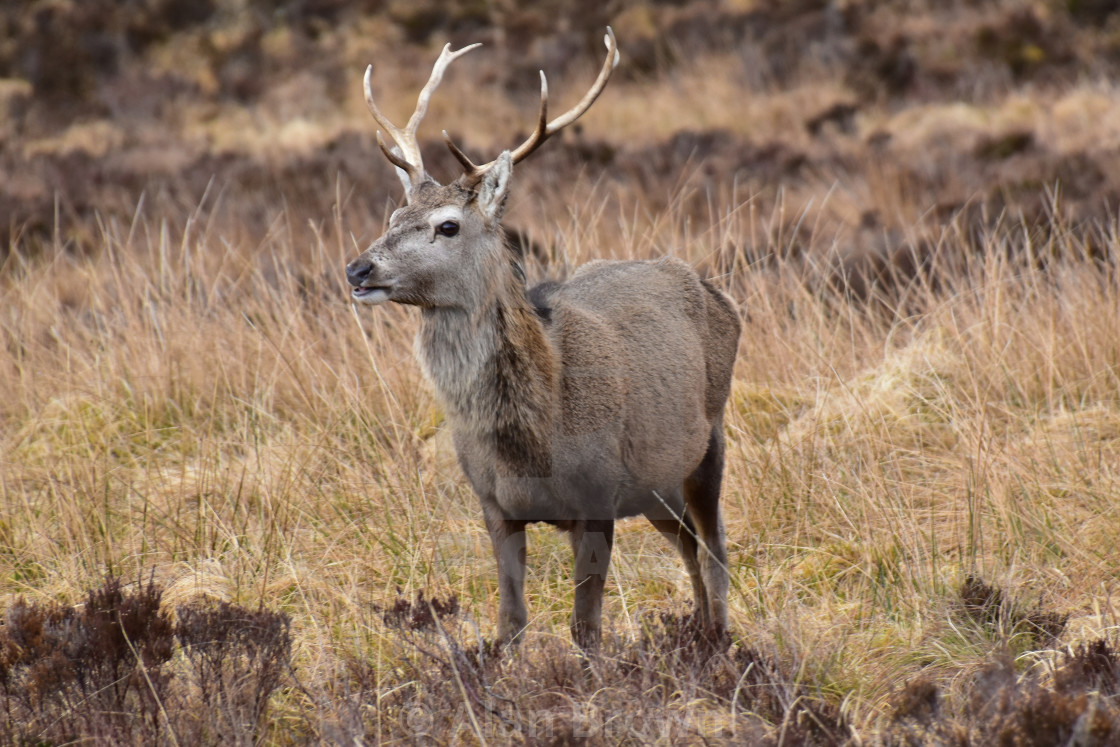 "Torridon Deer" stock image