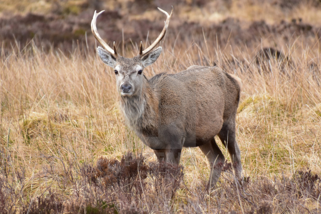 "Deer in Torridon" stock image