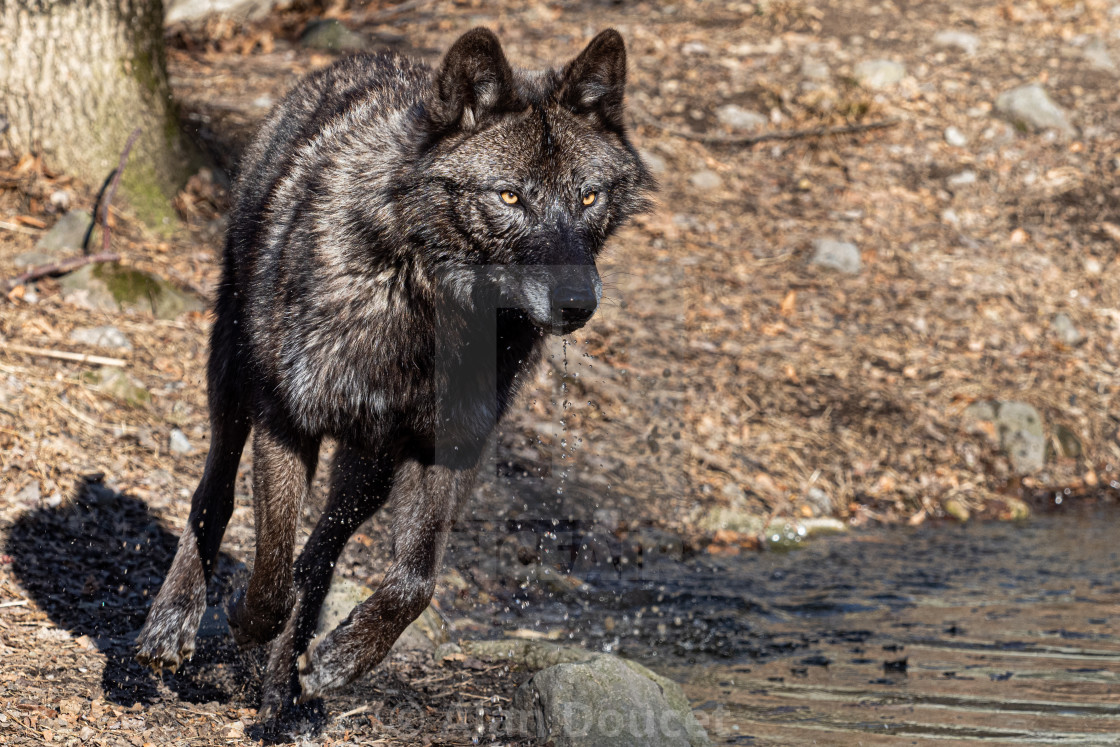 Black Wolf Running - License, download or print for £ | Photos | Picfair Black Wolf Running - License, download or print for £ | Photos | Picfair