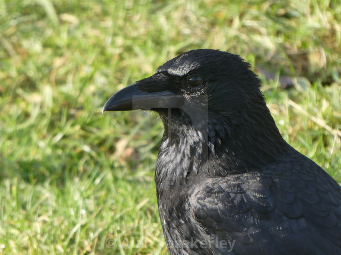 "Crow in close up" stock image