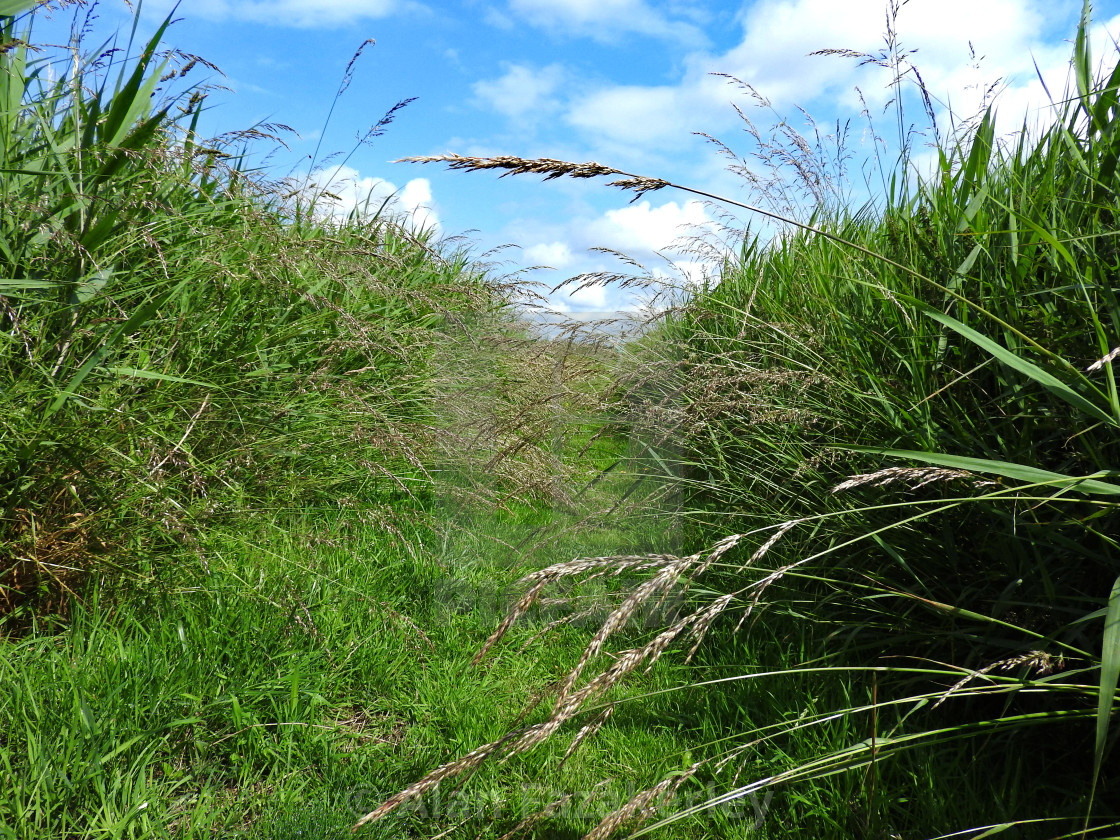 "Grassy path" stock image