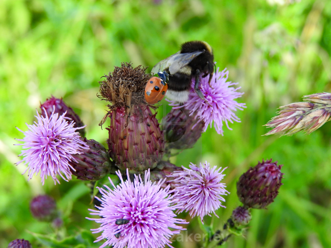 "Ladybird & bee on a thistle flower" stock image