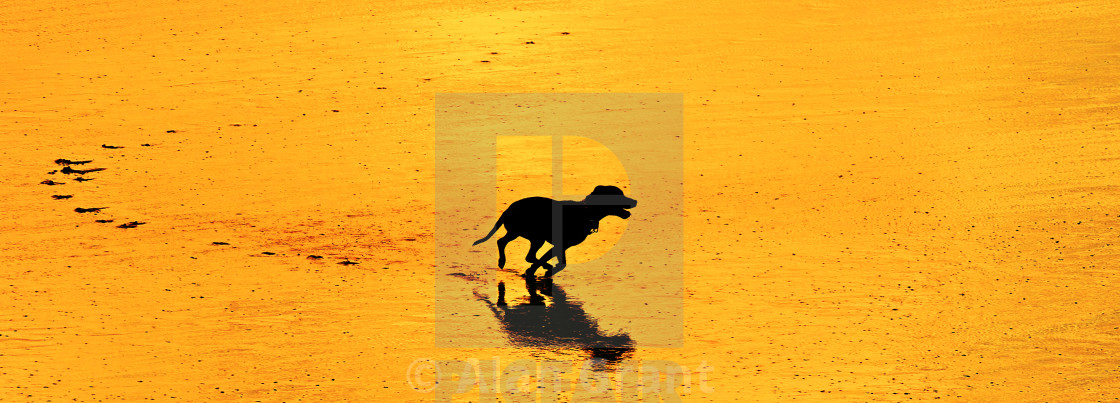 "Dog running on the beach at sunset" stock image