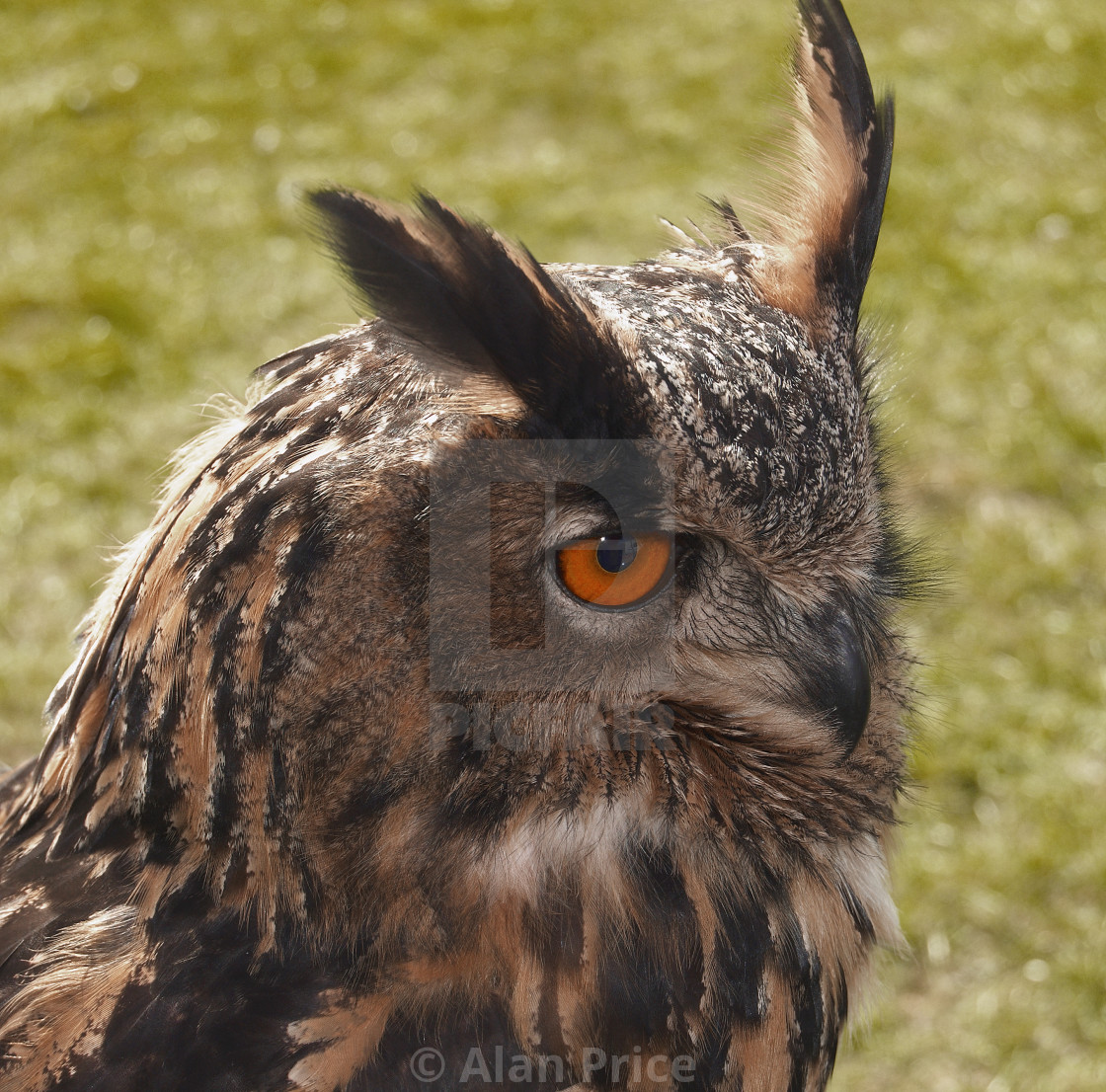 "Eagle Owl." stock image