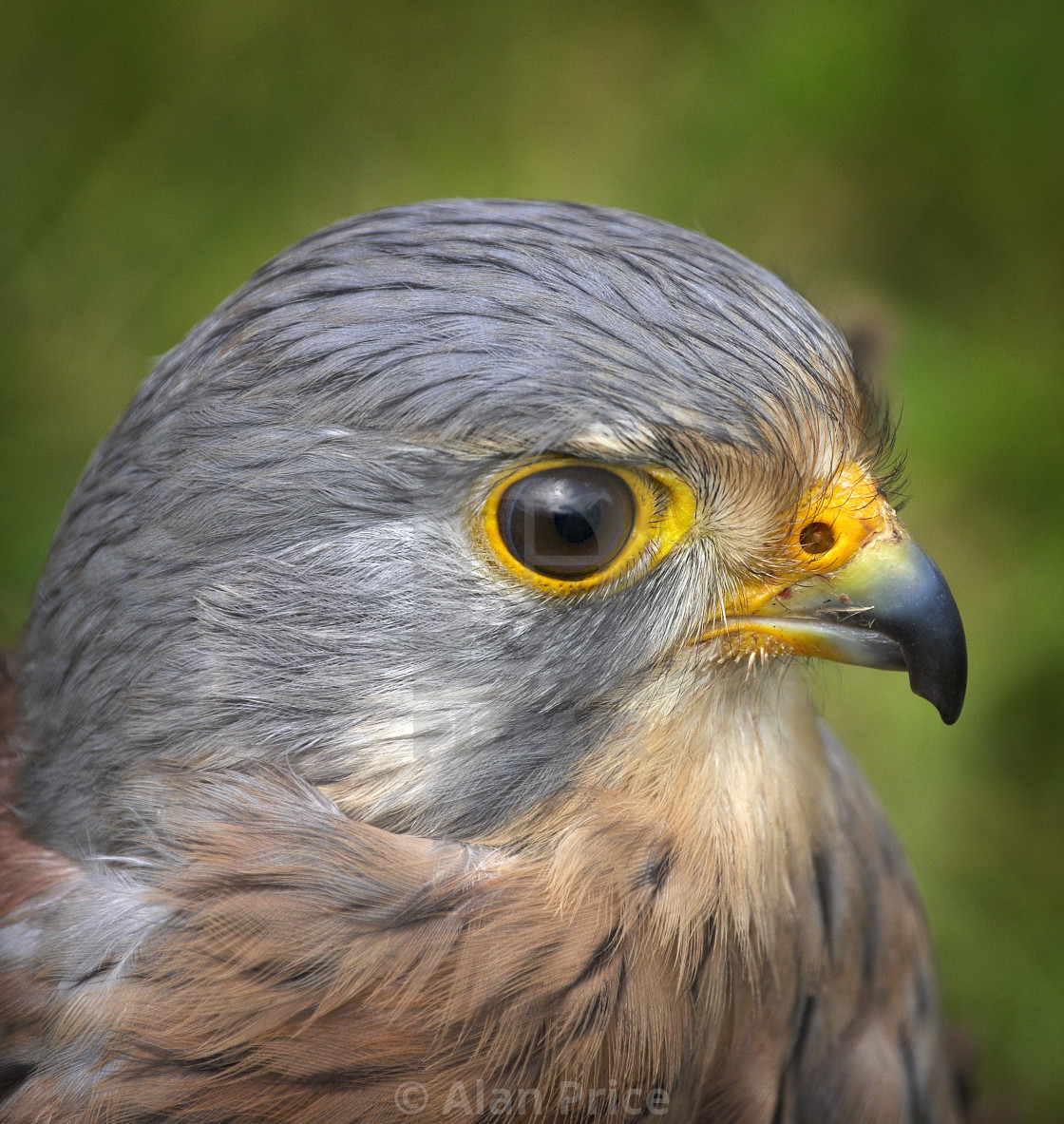 "Kestrel." stock image