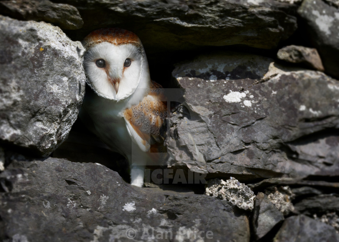 "Barn Owl." stock image