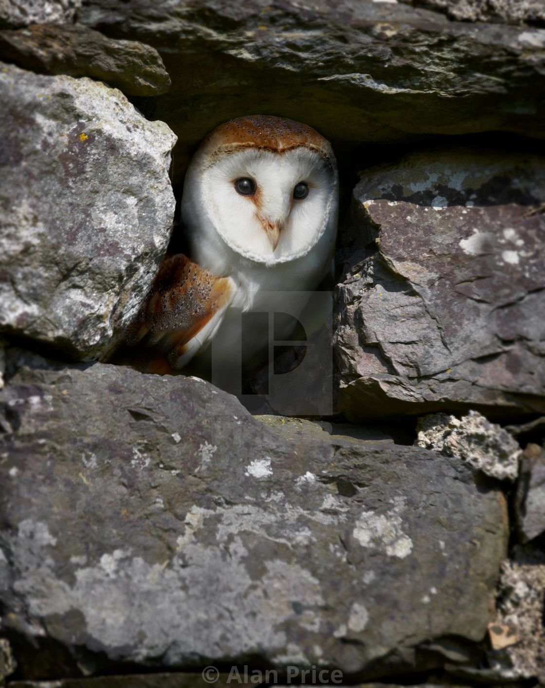 "Barn Owl." stock image