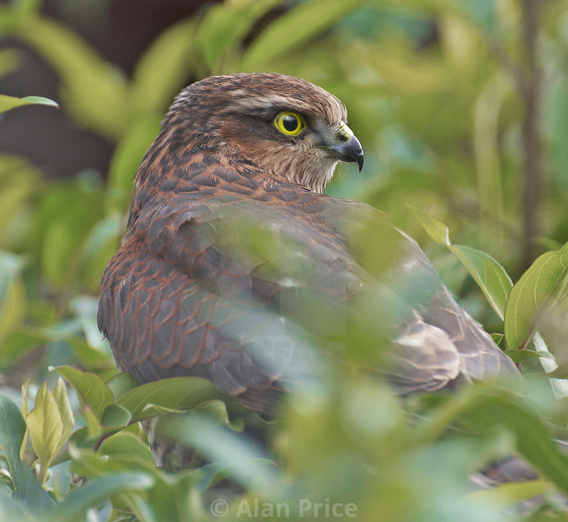 "Female Sparrowhawk." stock image