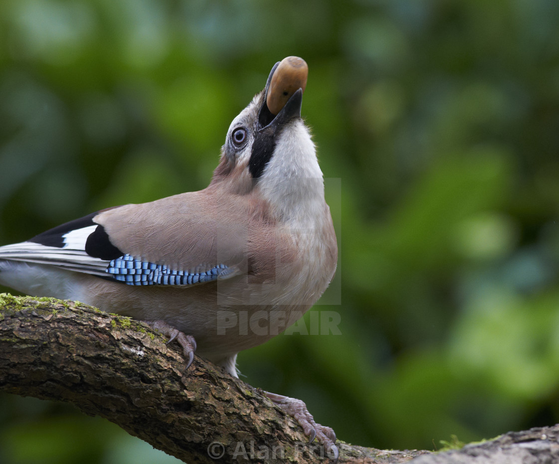 "Jay." stock image