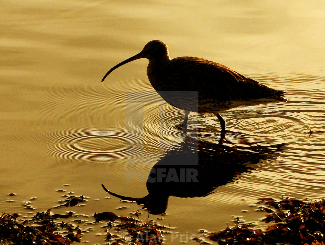 "Curlew." stock image