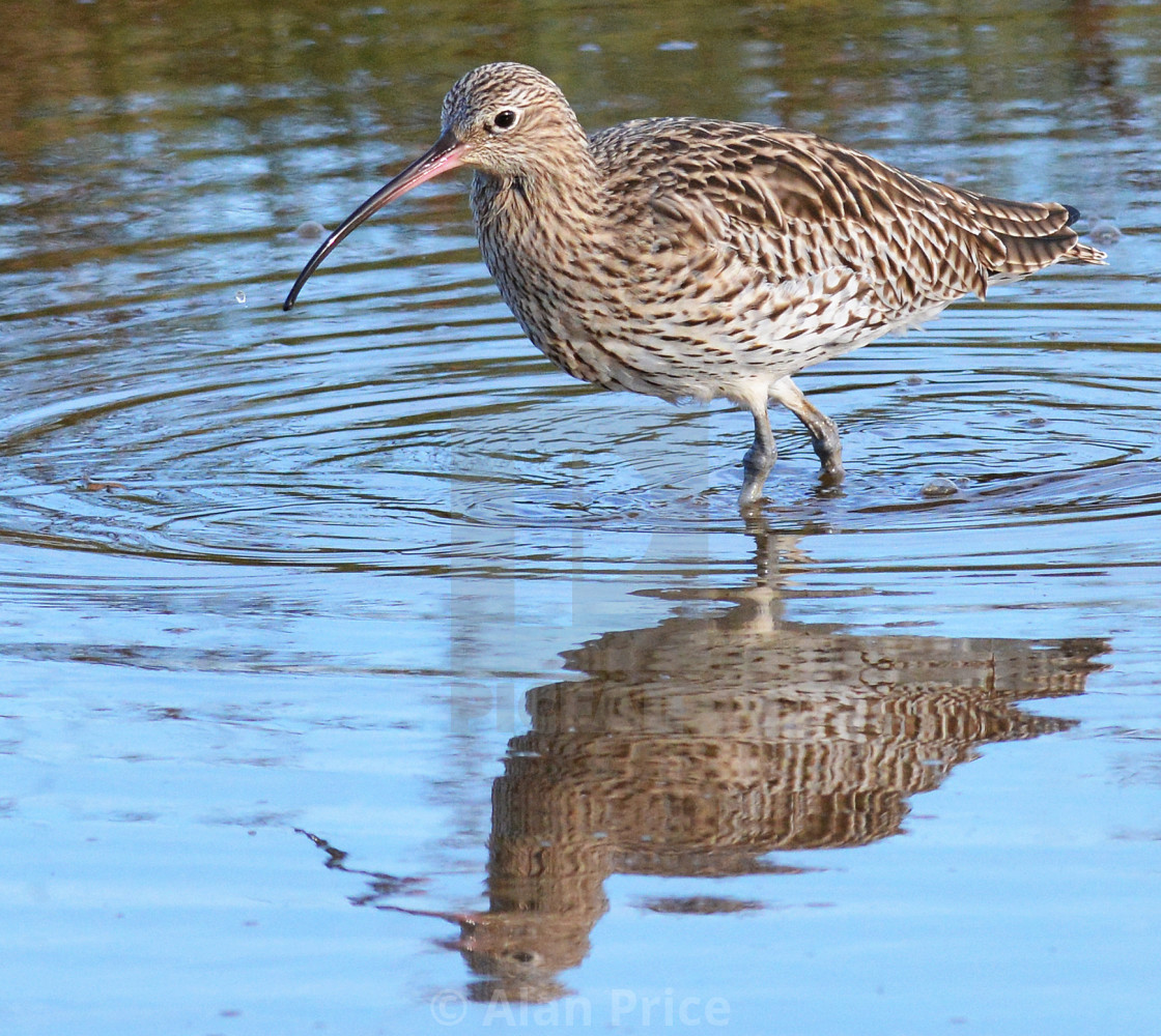 "Curlew." stock image