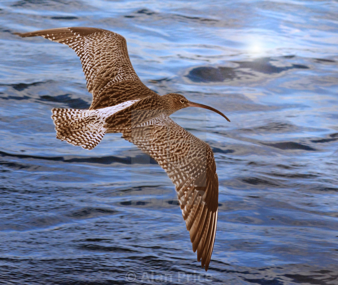 "Curlew." stock image