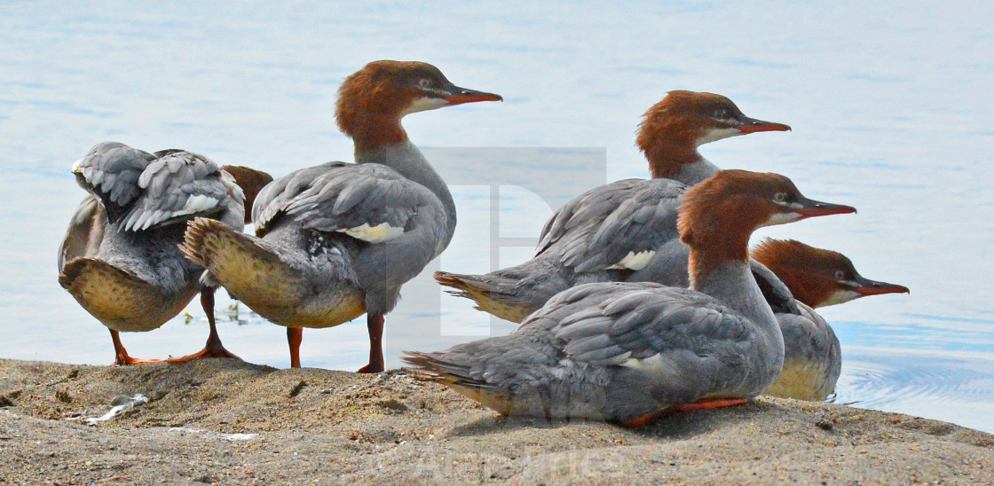 "Young Goosanders." stock image