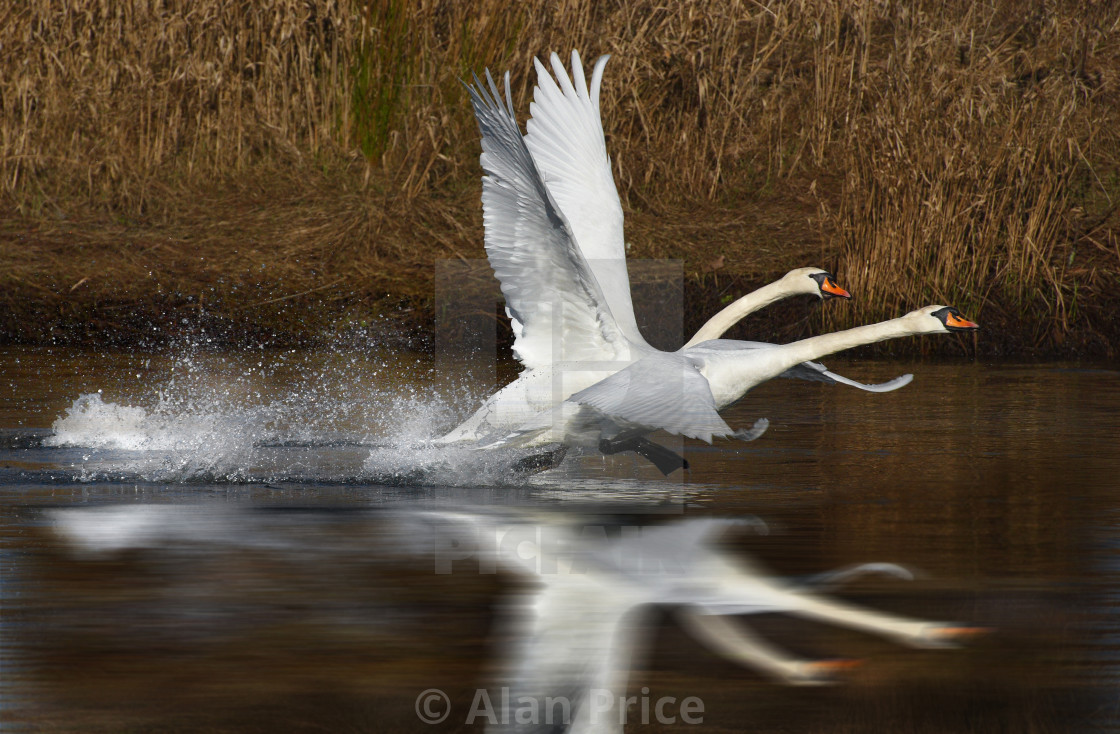 "Mute Swans." stock image