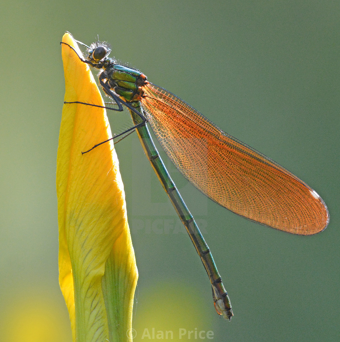 "Beautiful Demoiselle." stock image