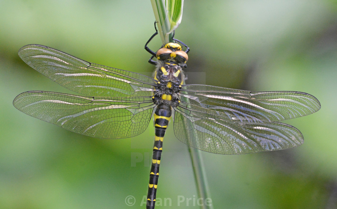 "Golden Ringed Dragonfly." stock image