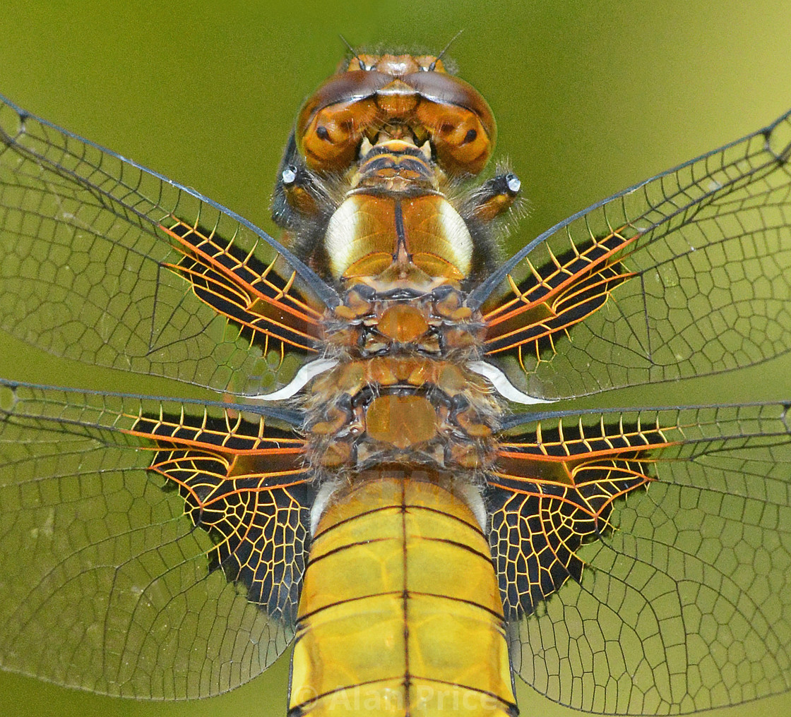 "Broad Bodied Chaser." stock image