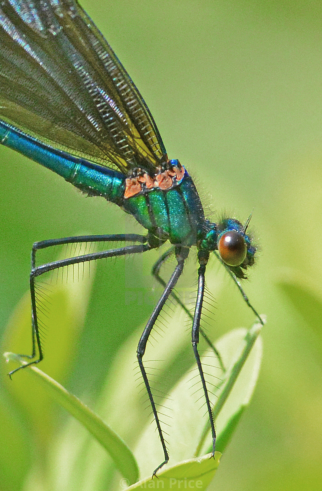 "Beautiful Demoiselle." stock image