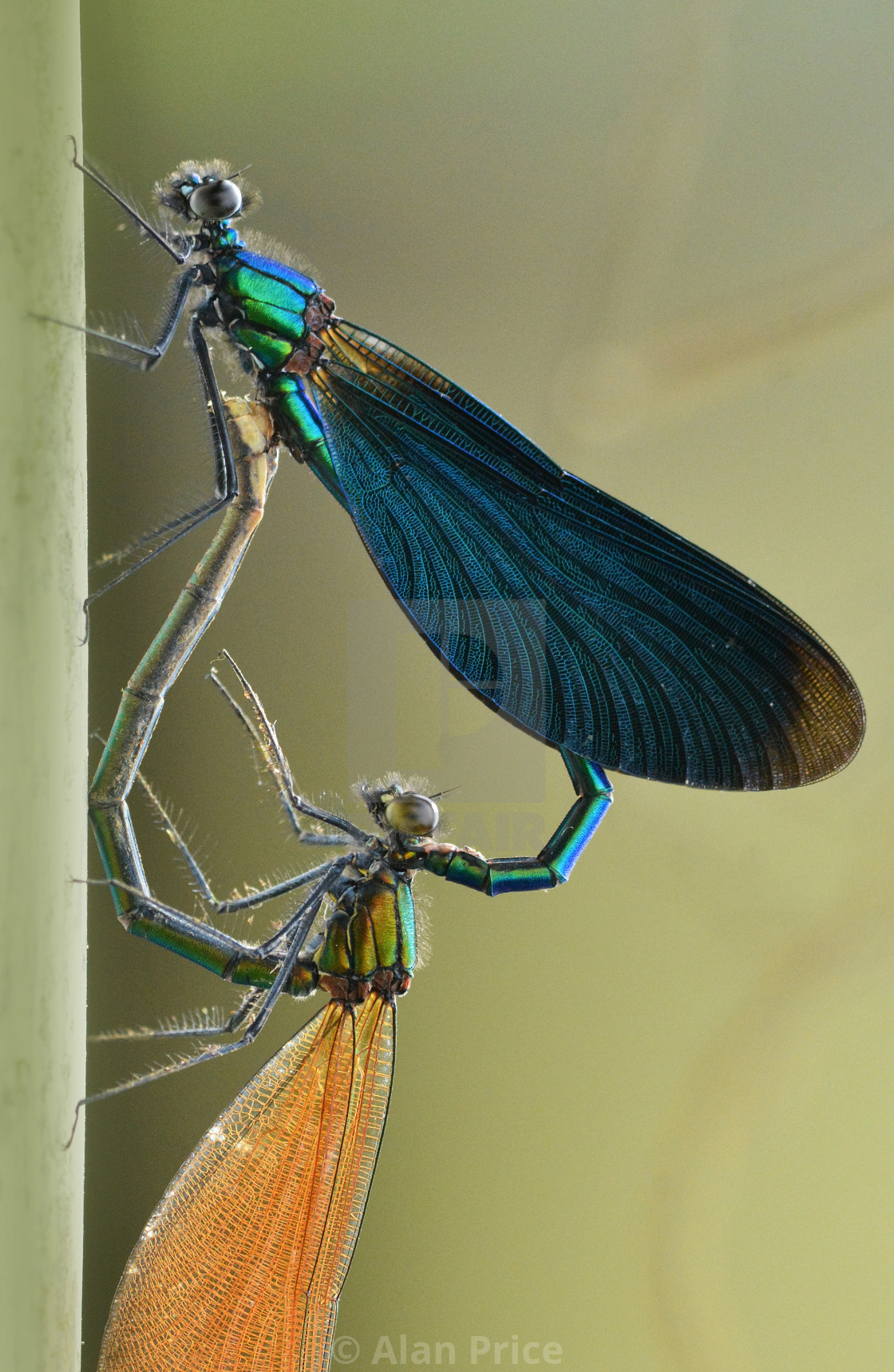 "Beautiful Demoiselle." stock image