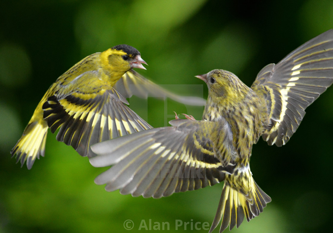 "Siskins." stock image