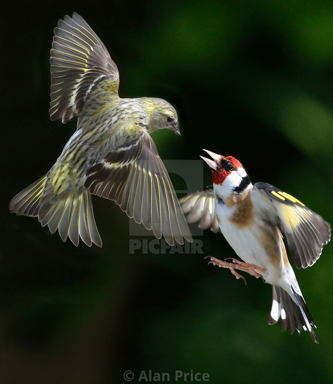 "Siskin and Goldfinch." stock image