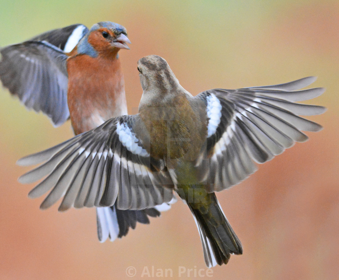 "Chaffinch." stock image