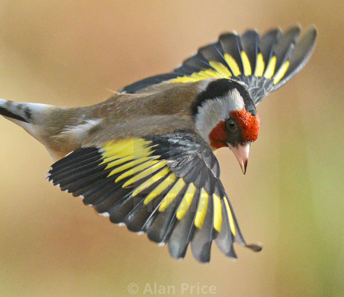 "Goldfinch." stock image