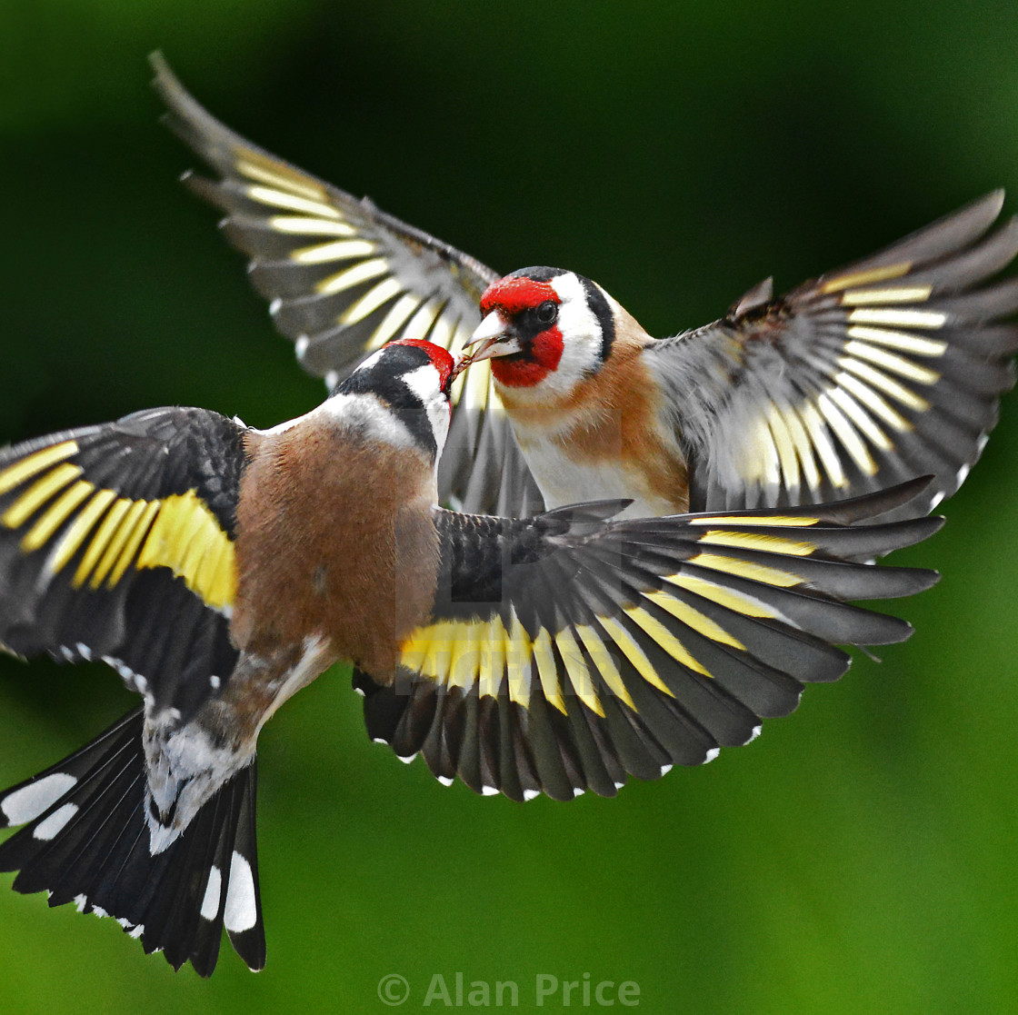 "Goldfinches." stock image