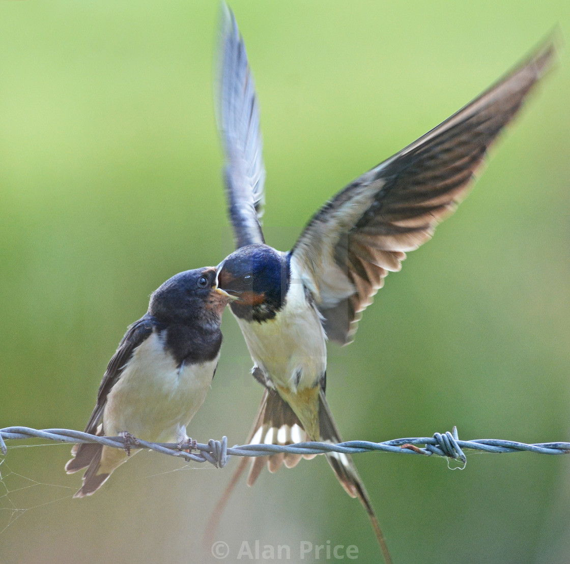 "Swallows." stock image