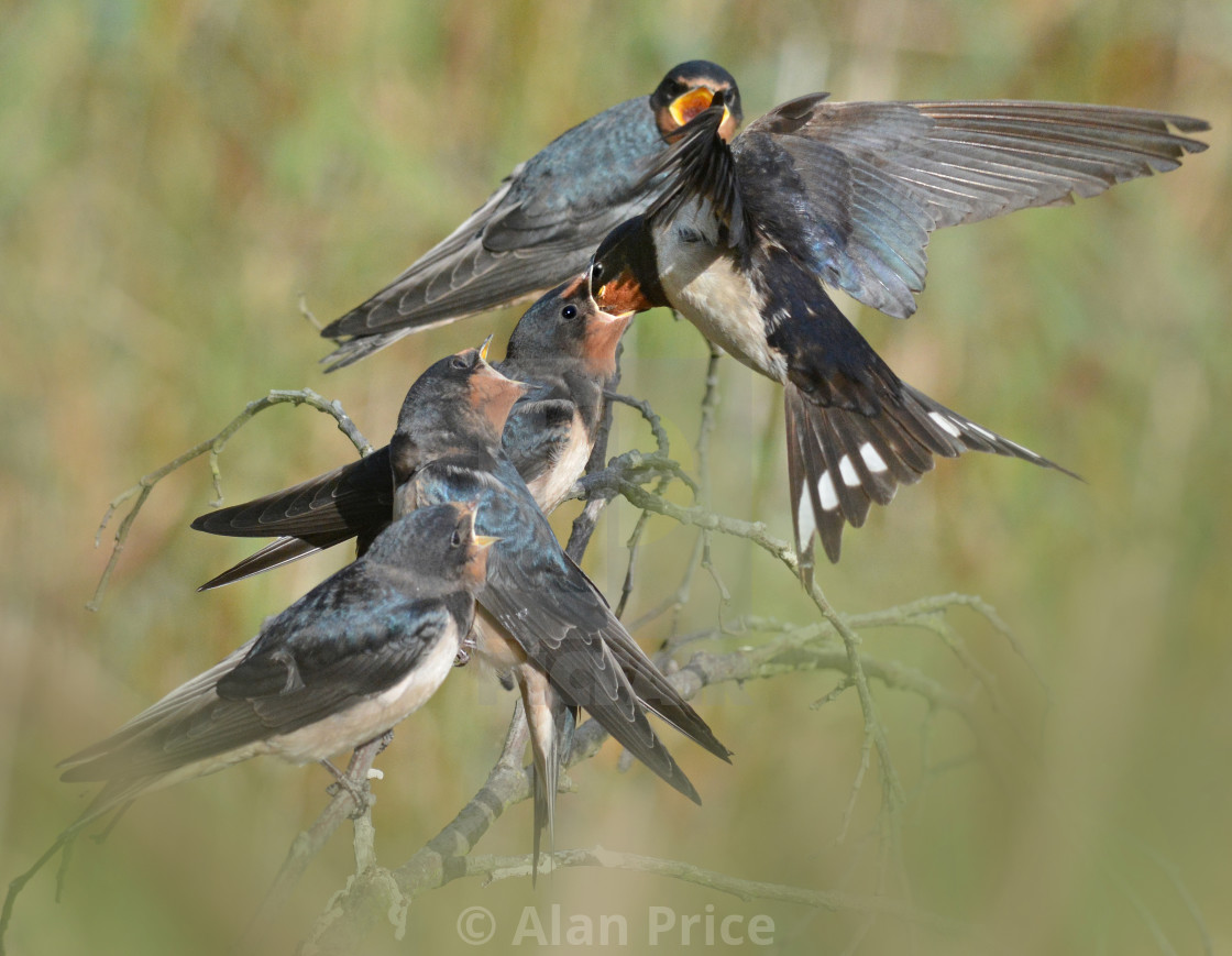 "Swallows." stock image