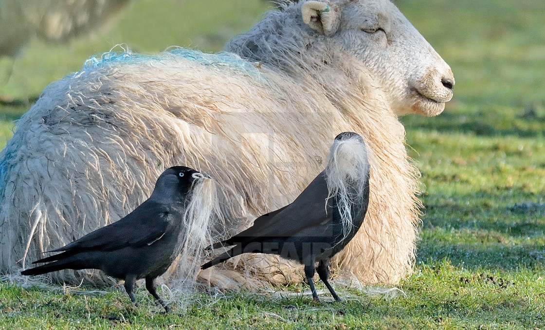 "Jackdaws." stock image