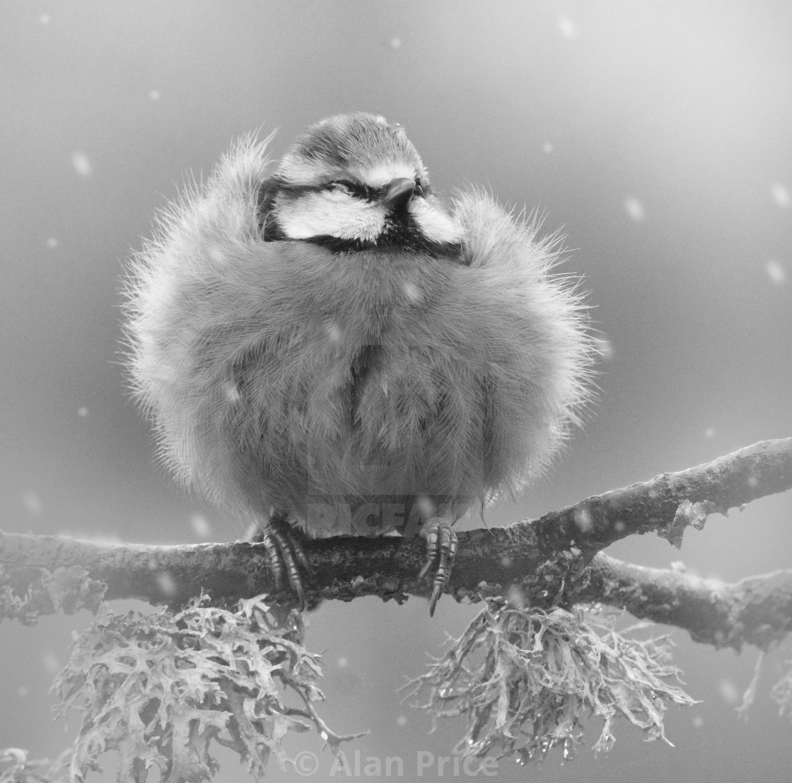 "Blue tit." stock image