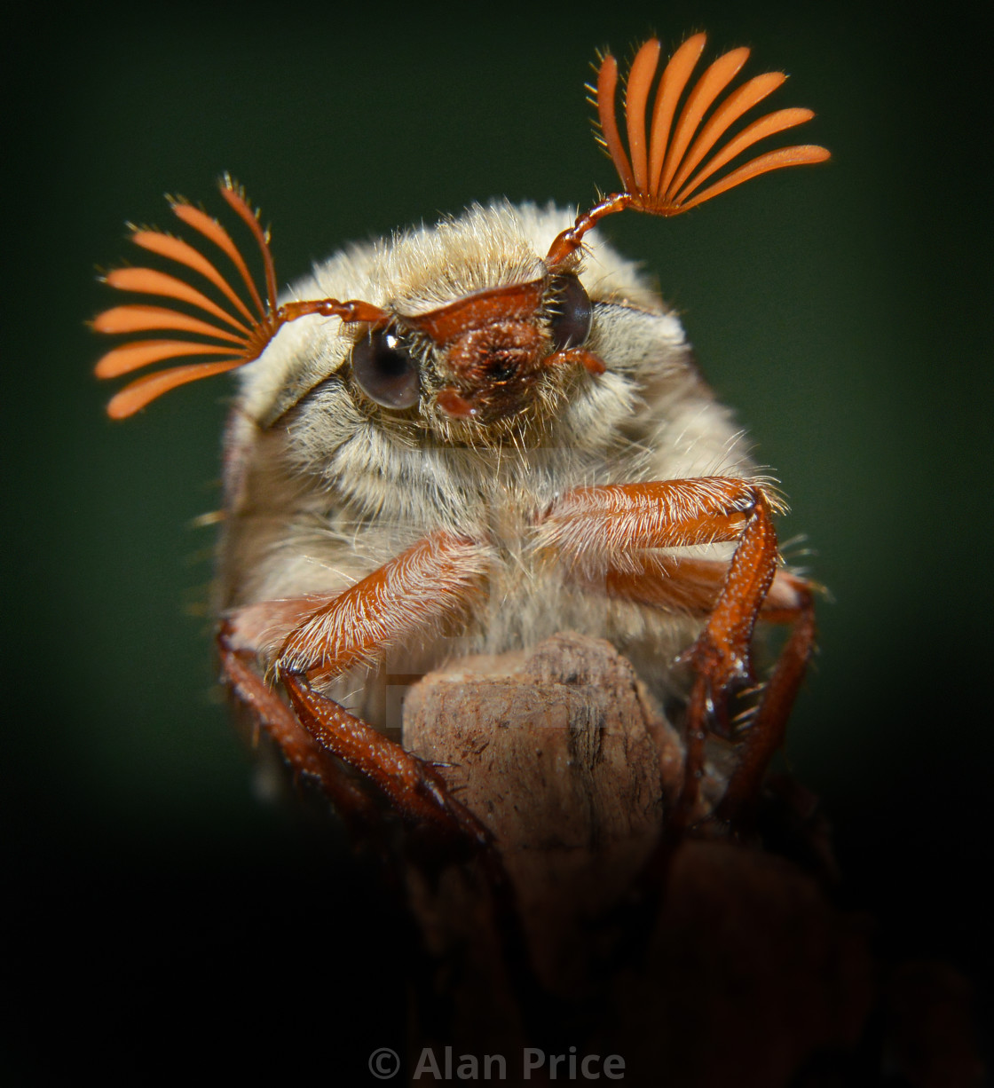 "Cockchafer." stock image