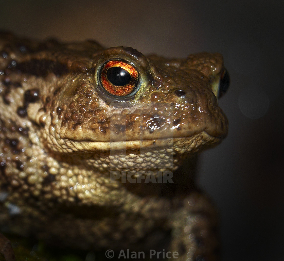 "Common Toad." stock image