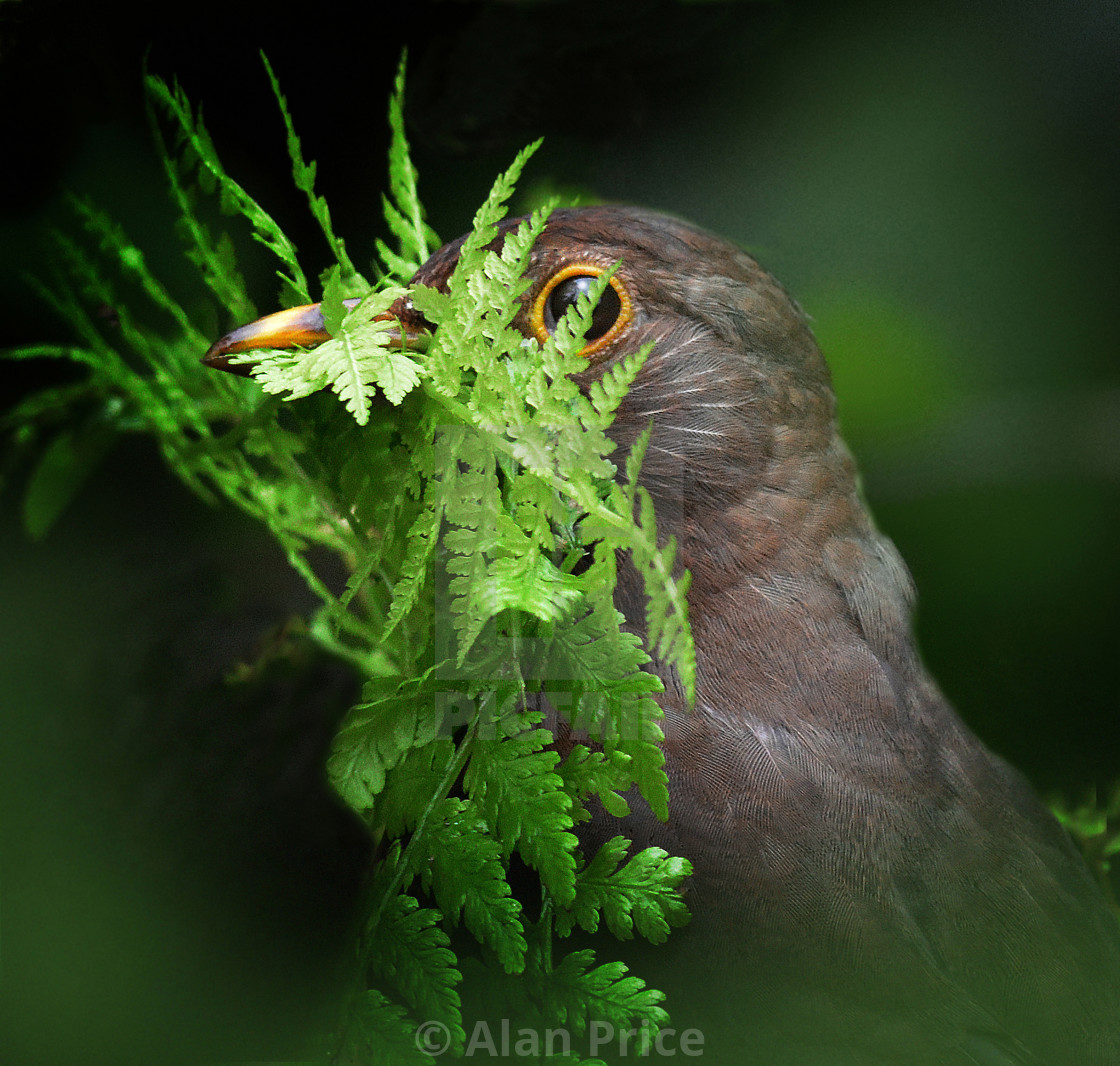 "Female Blackbird." stock image