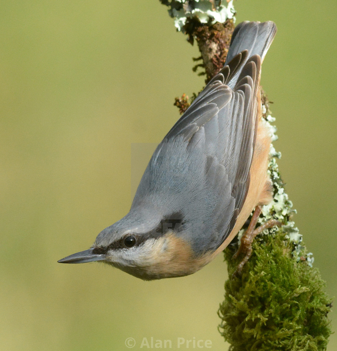 "Nuthatch." stock image