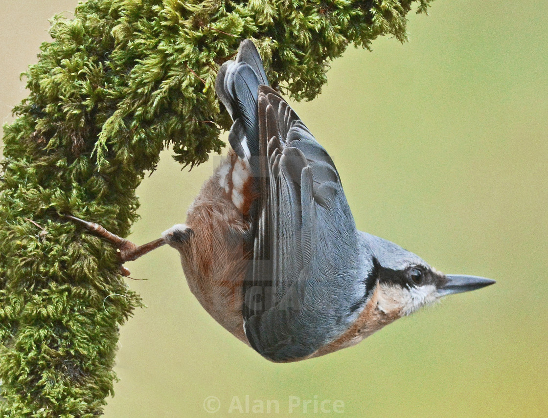 "Nuthatch." stock image