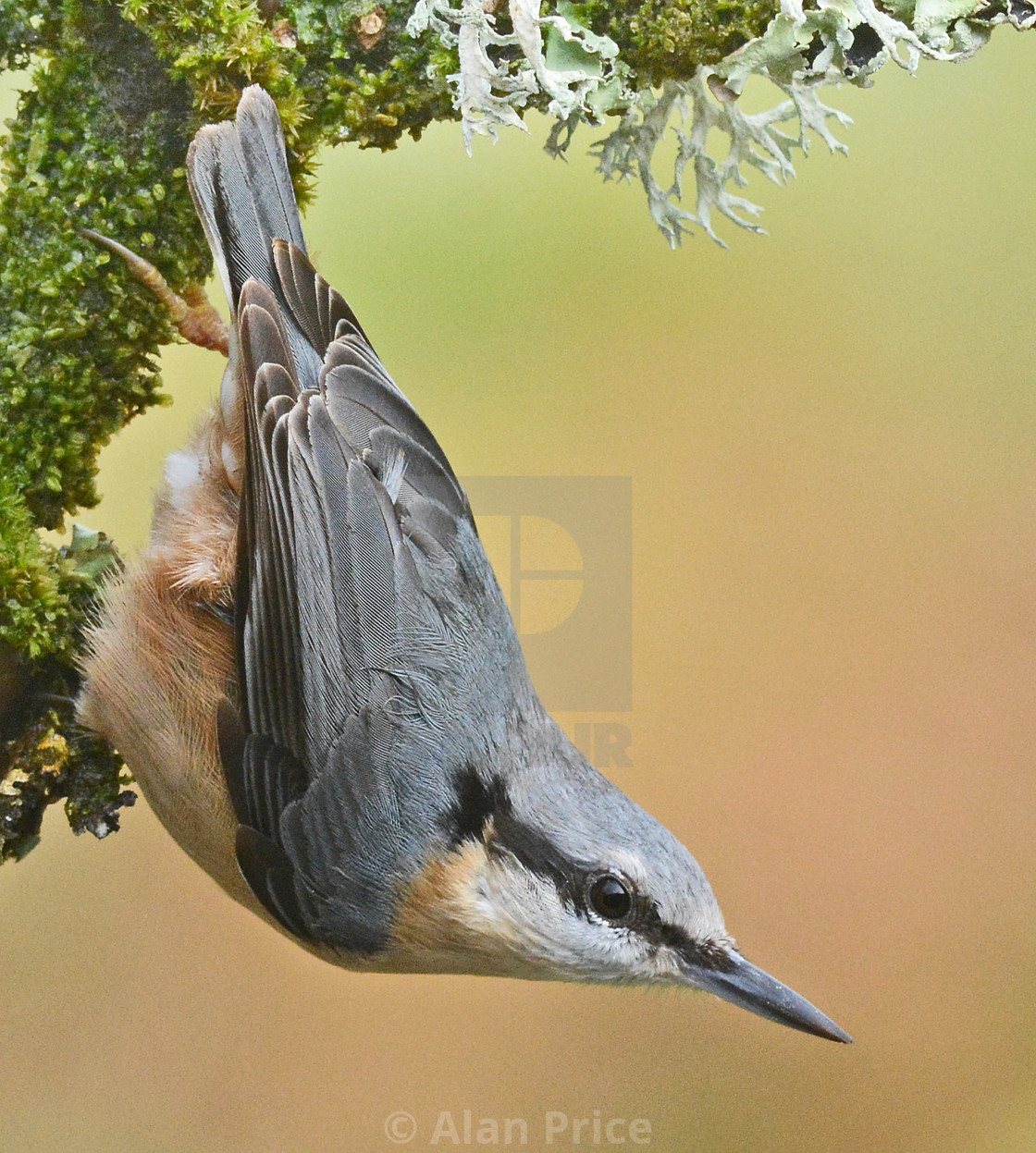 "Nuthatch." stock image