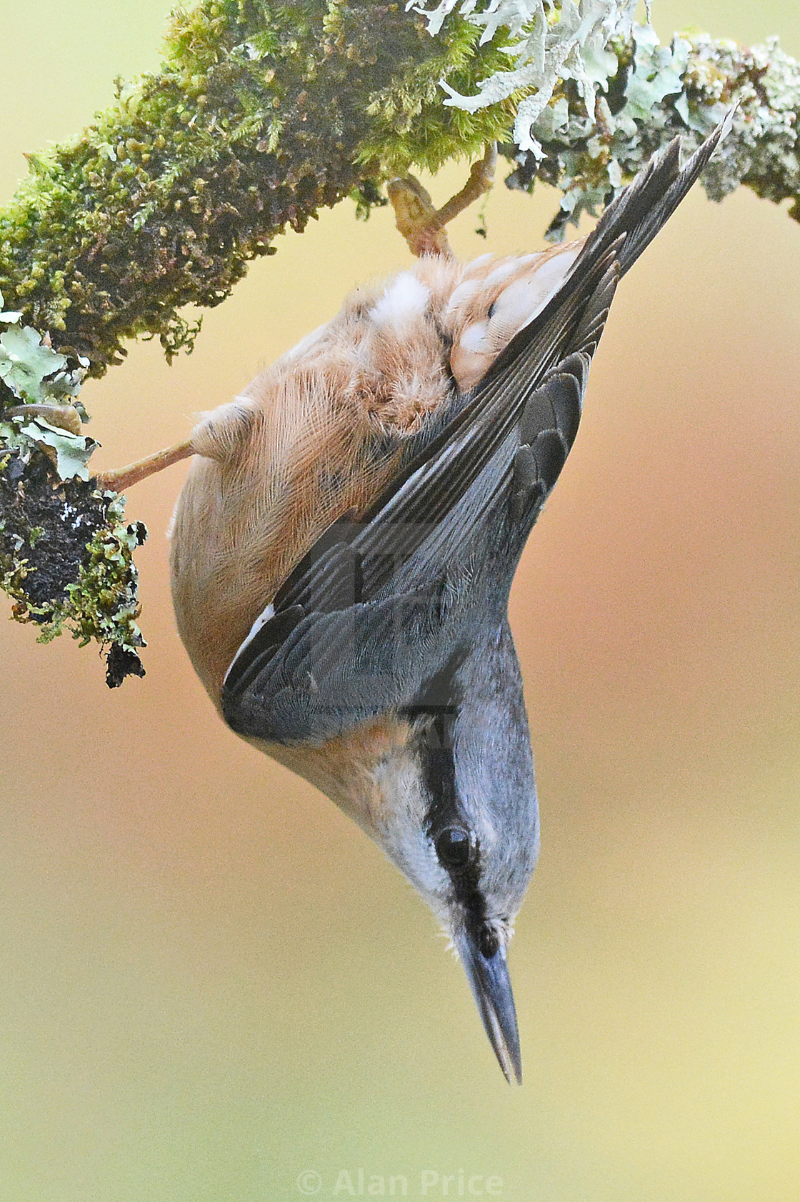 "Nuthatch." stock image