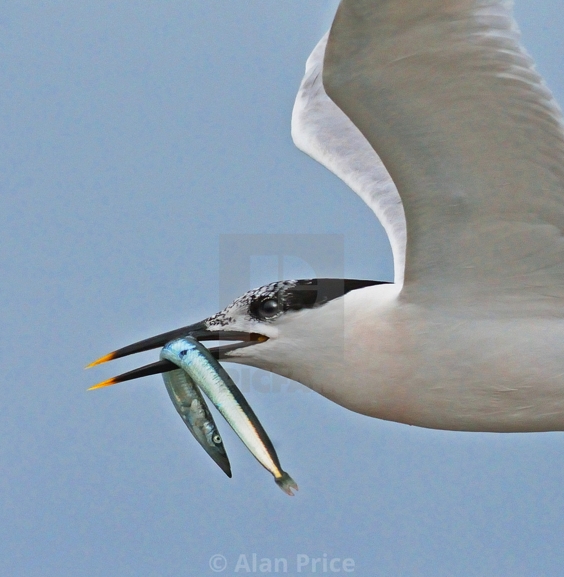 "Sandwich Tern." stock image