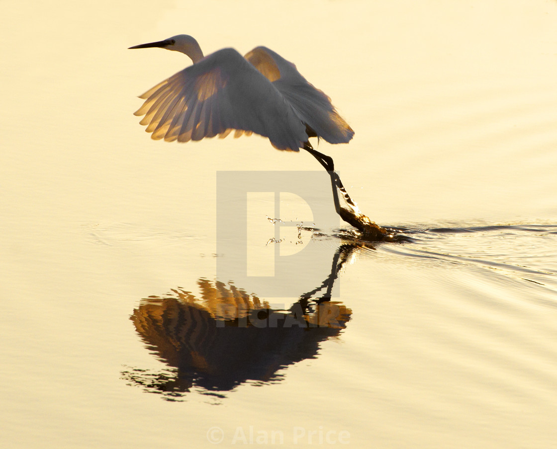 "Little Egret." stock image