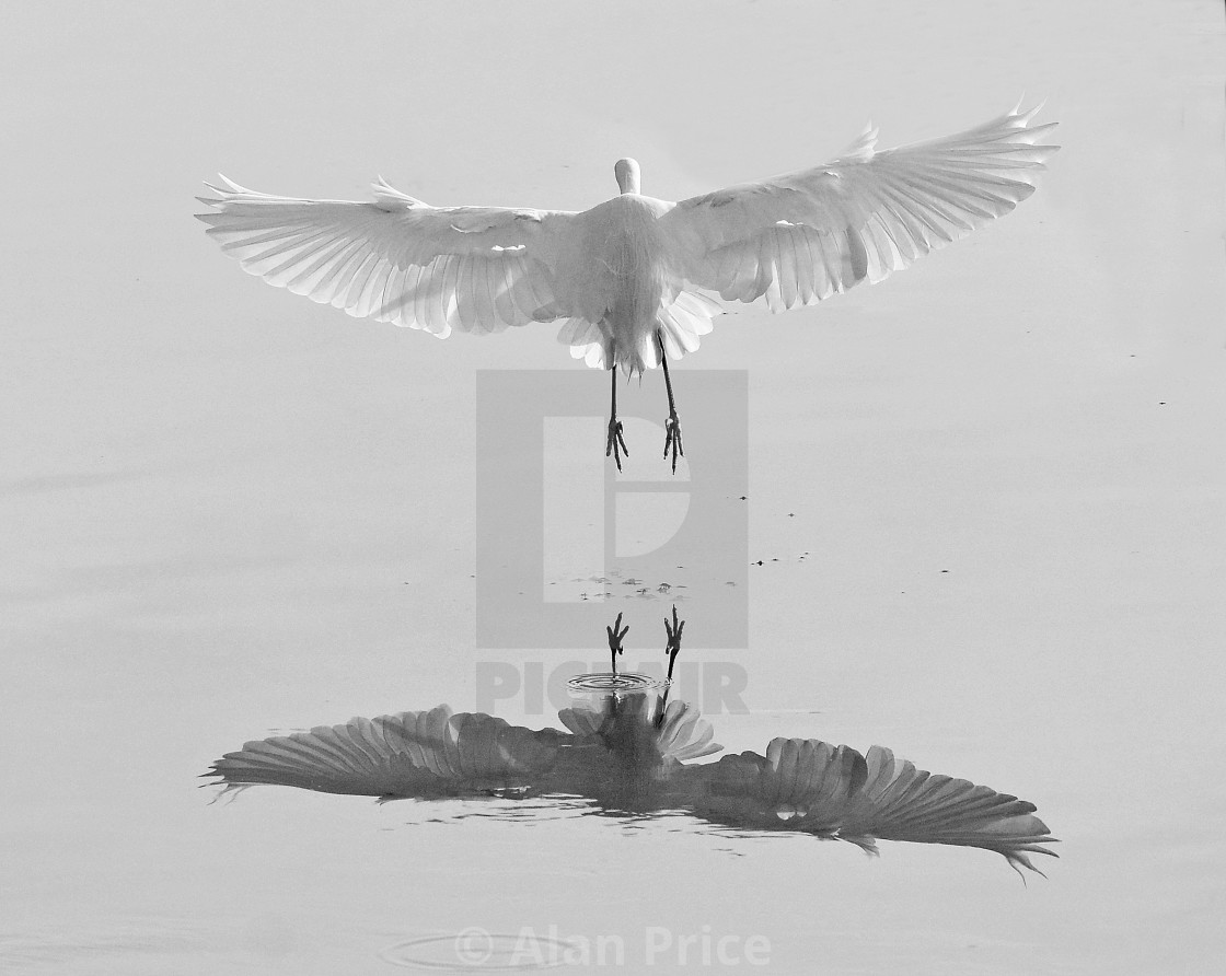 "Little Egret." stock image