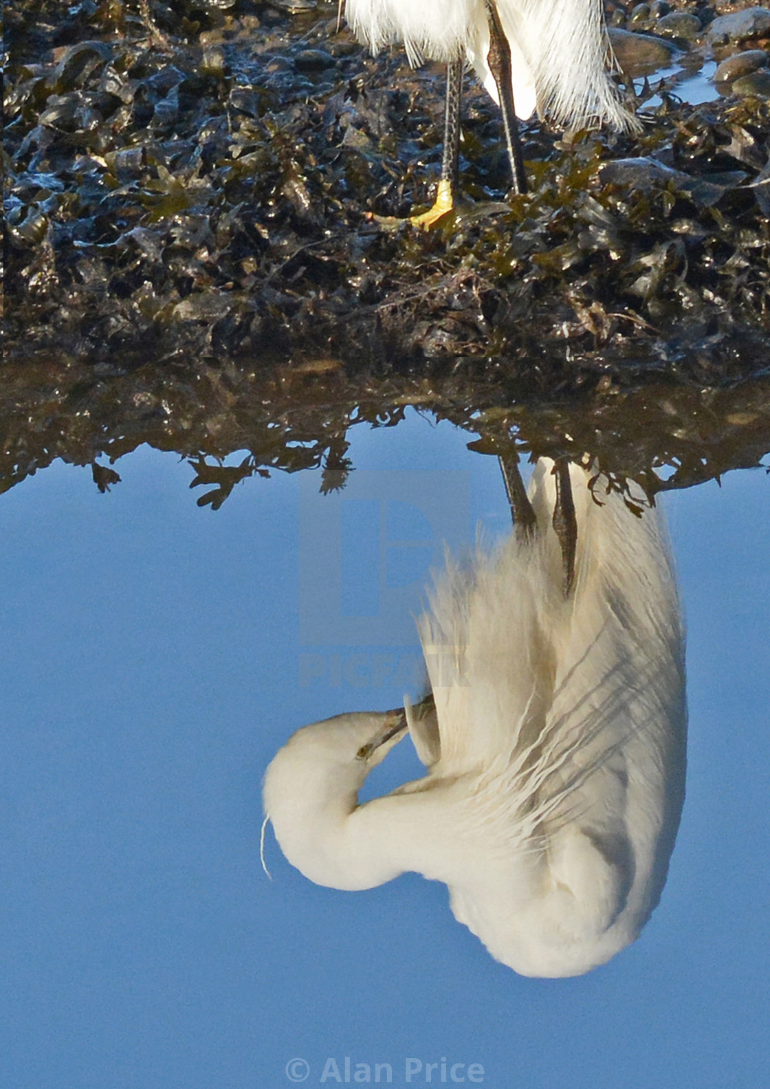 "Little Egret." stock image