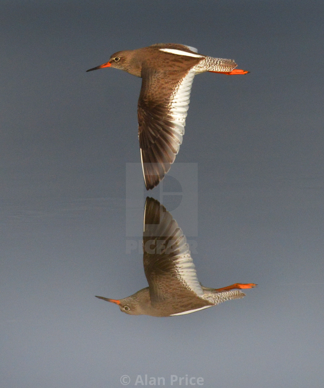 "Redshank." stock image