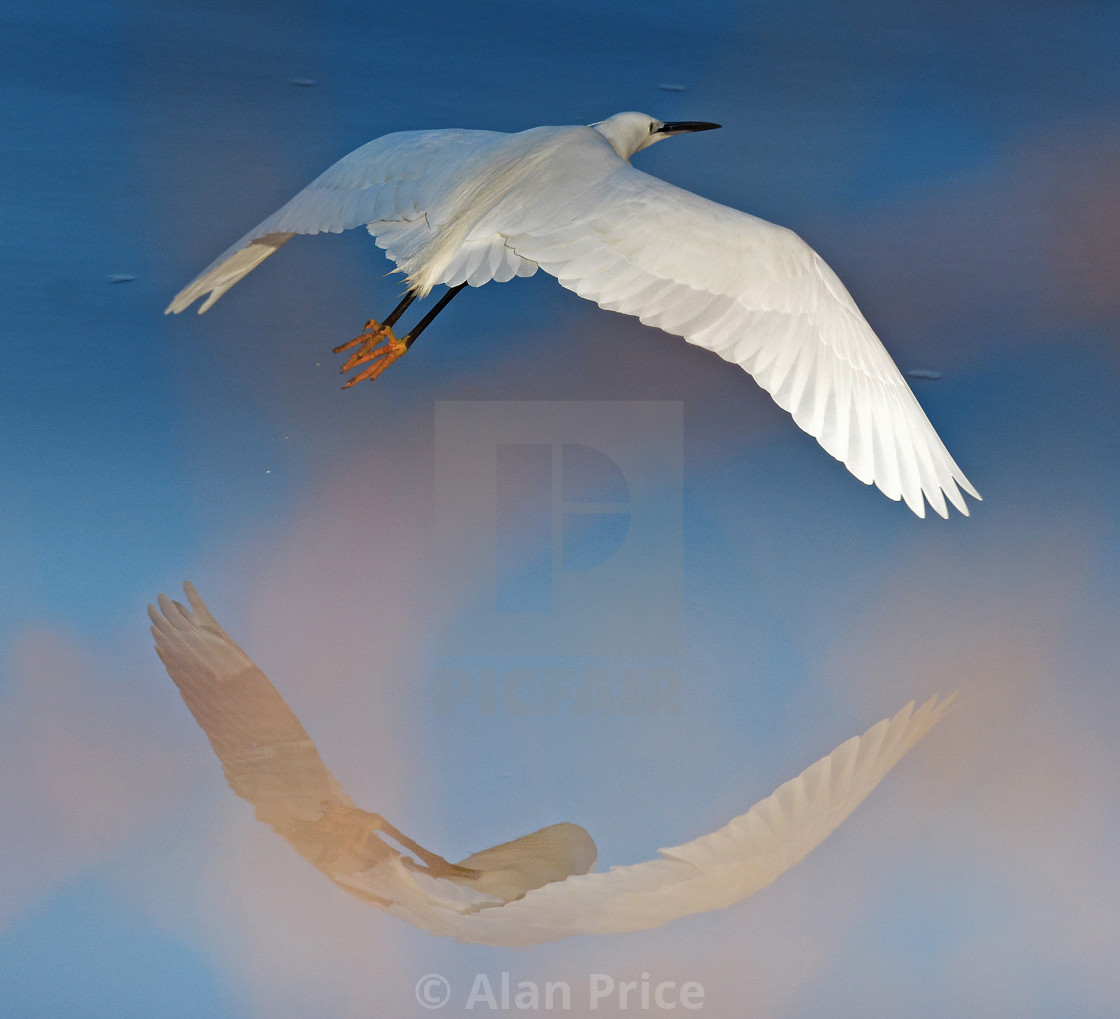 "Little Egret." stock image