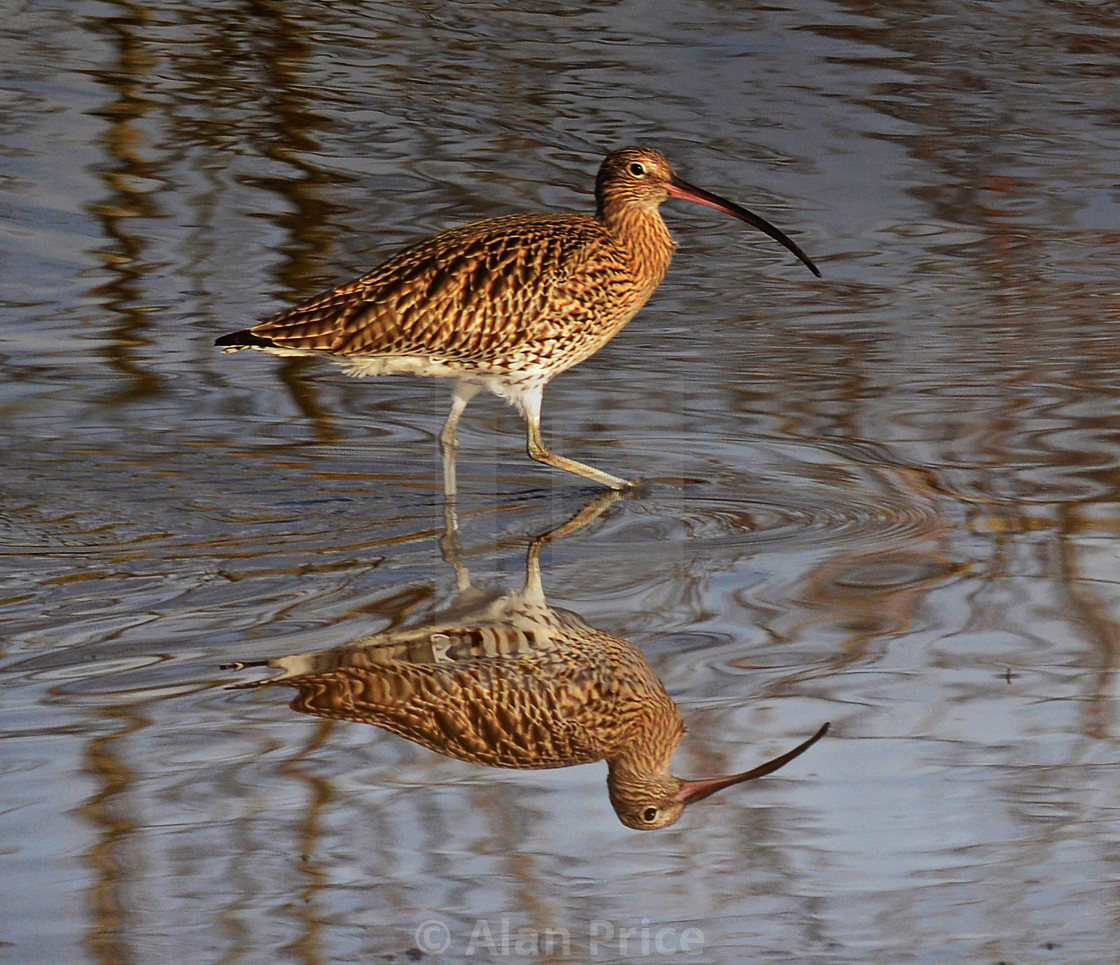 "Curlew." stock image